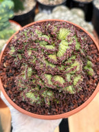 Crested Mammillaria bocasana cv. Fred | Rare Collector Cactus | Unique Live Succulent Plant