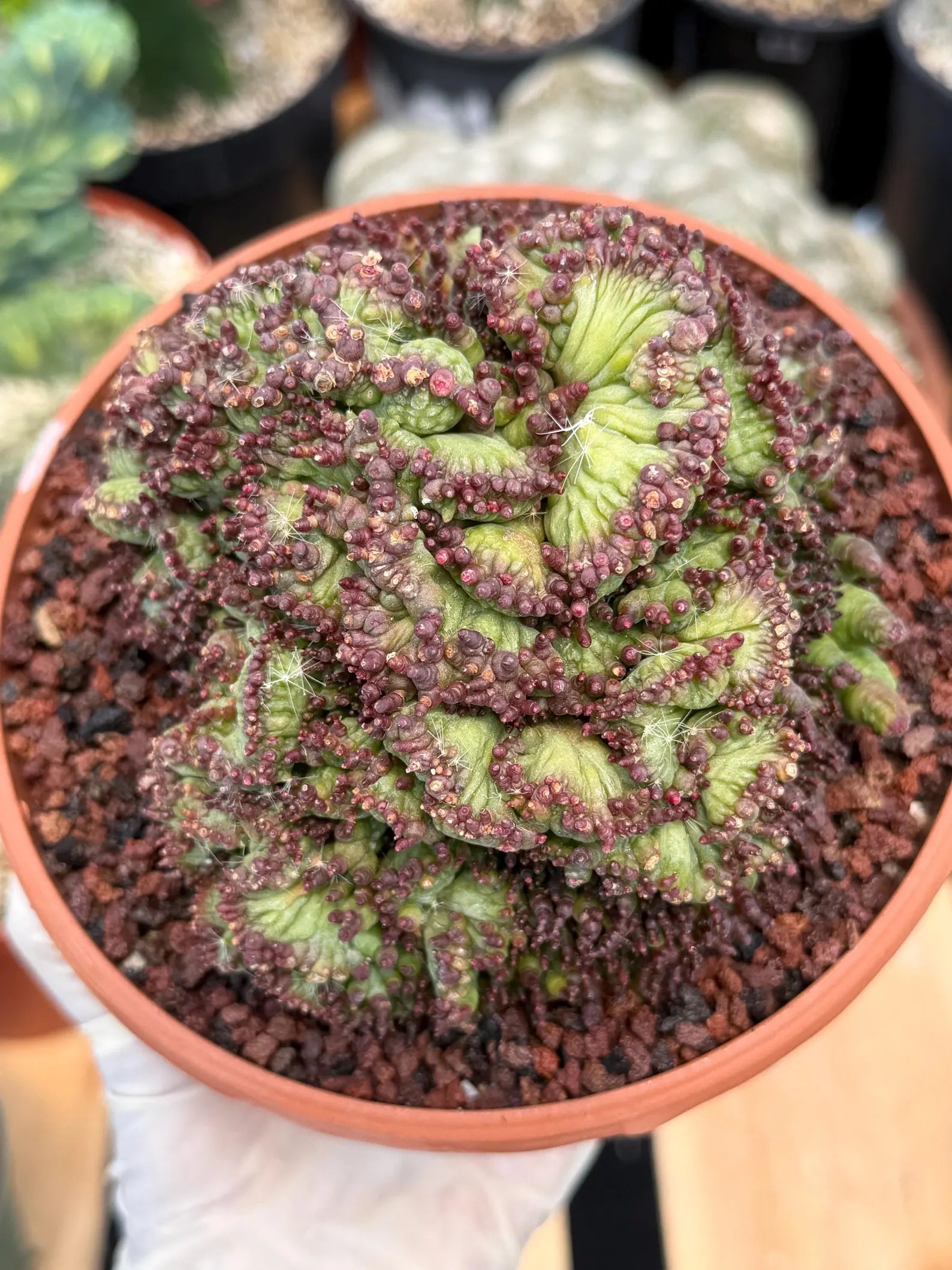 Crested Mammillaria bocasana cv. Fred | Rare Collector Cactus | Unique Live Succulent Plant