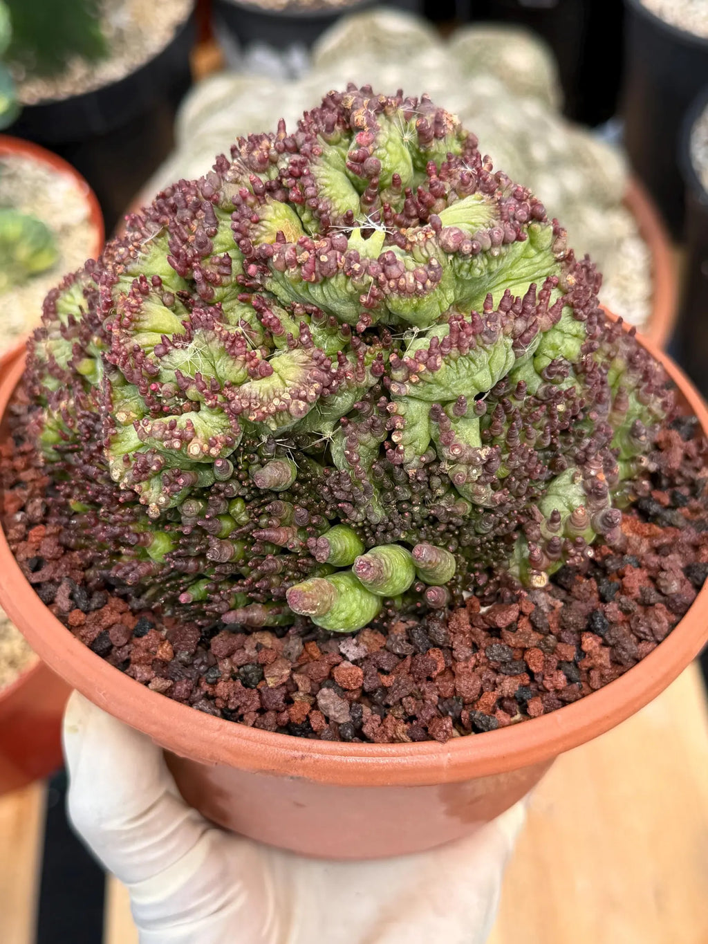 Crested Mammillaria bocasana cv. Fred | Rare Collector Cactus | Unique Live Succulent Plant