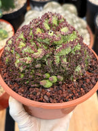 Crested Mammillaria bocasana cv. Fred | Rare Collector Cactus | Unique Live Succulent Plant