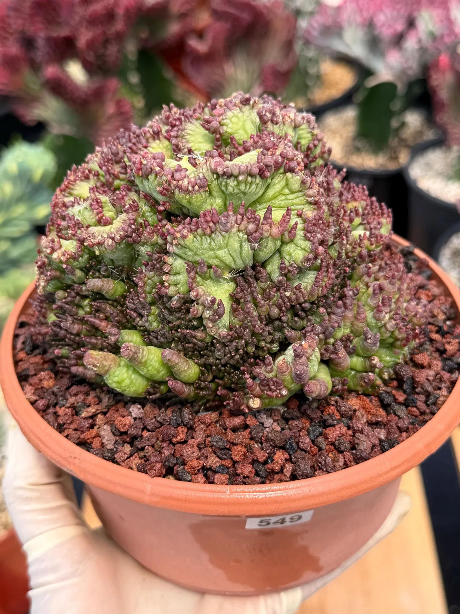 Crested Mammillaria bocasana cv. Fred | Rare Collector Cactus | Unique Live Succulent Plant