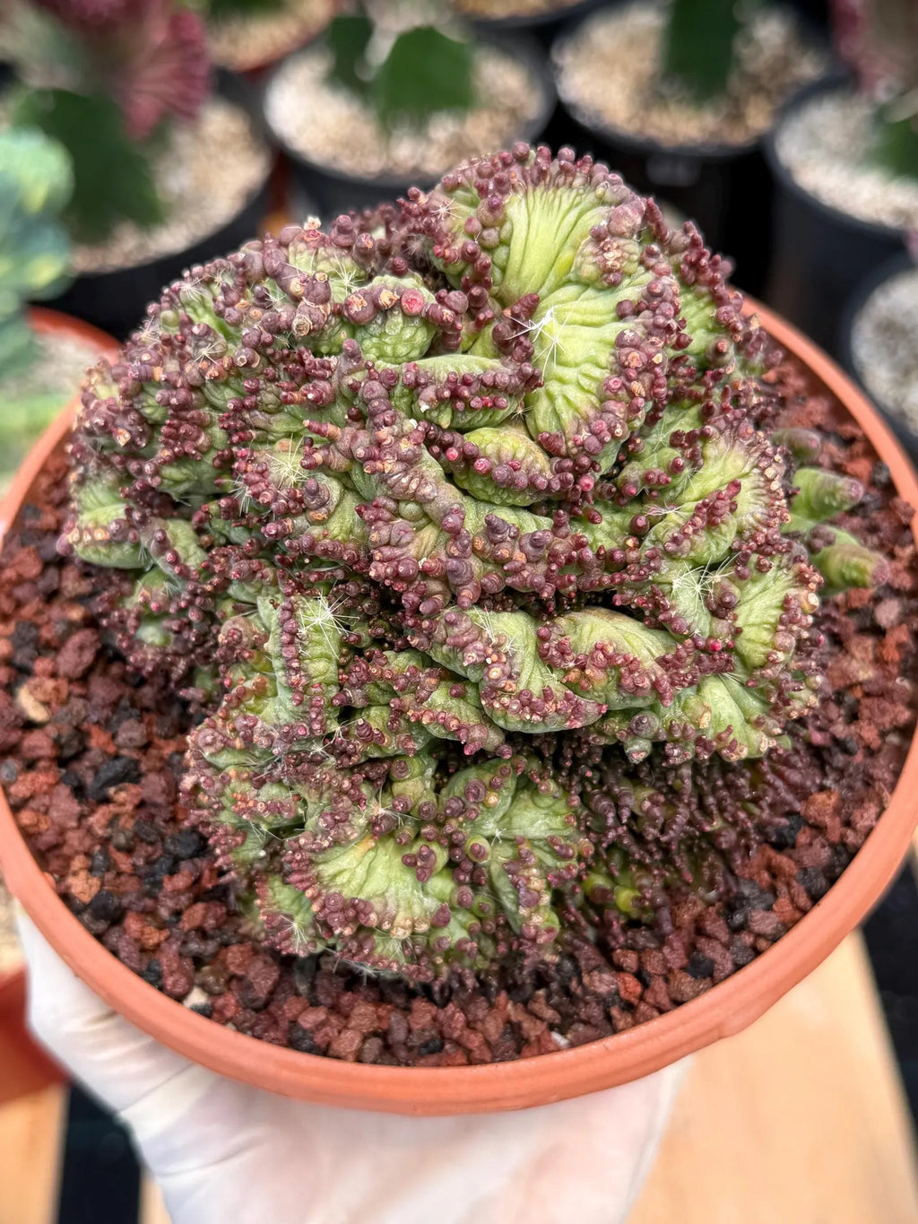 Crested Mammillaria bocasana cv. Fred | Rare Collector Cactus | Unique Live Succulent Plant
