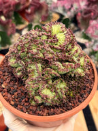 Crested Mammillaria bocasana cv. Fred | Rare Collector Cactus | Unique Live Succulent Plant