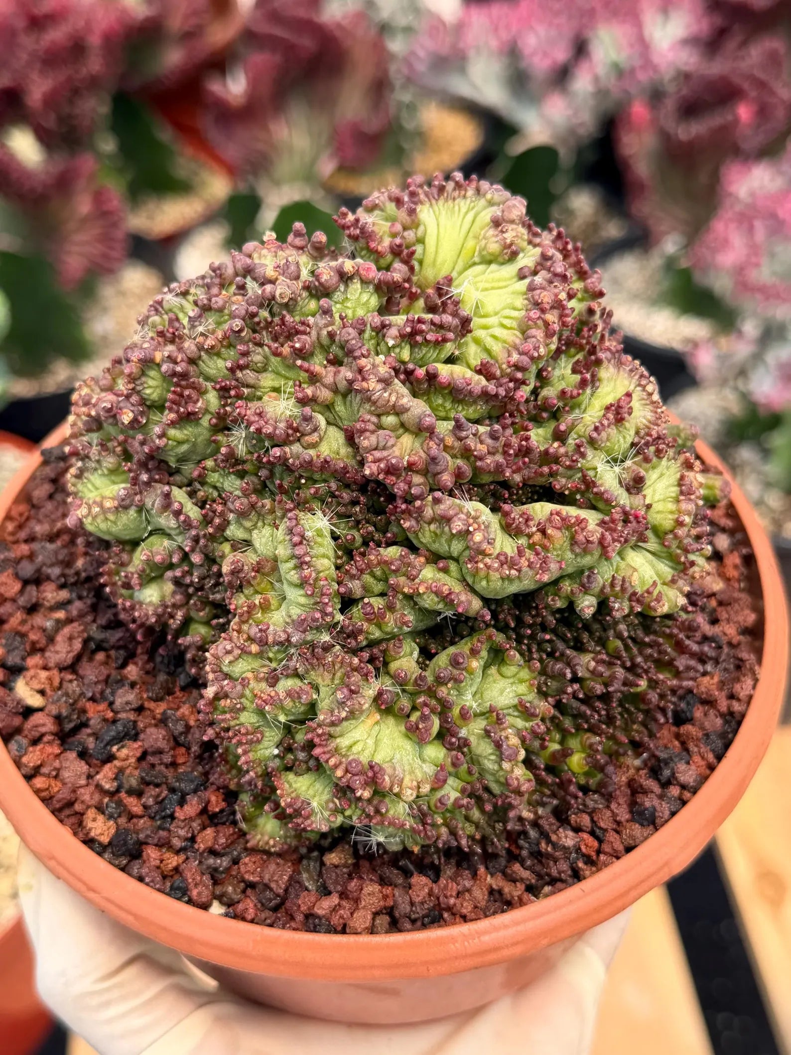 Crested Mammillaria bocasana cv. Fred | Rare Collector Cactus | Unique Live Succulent Plant