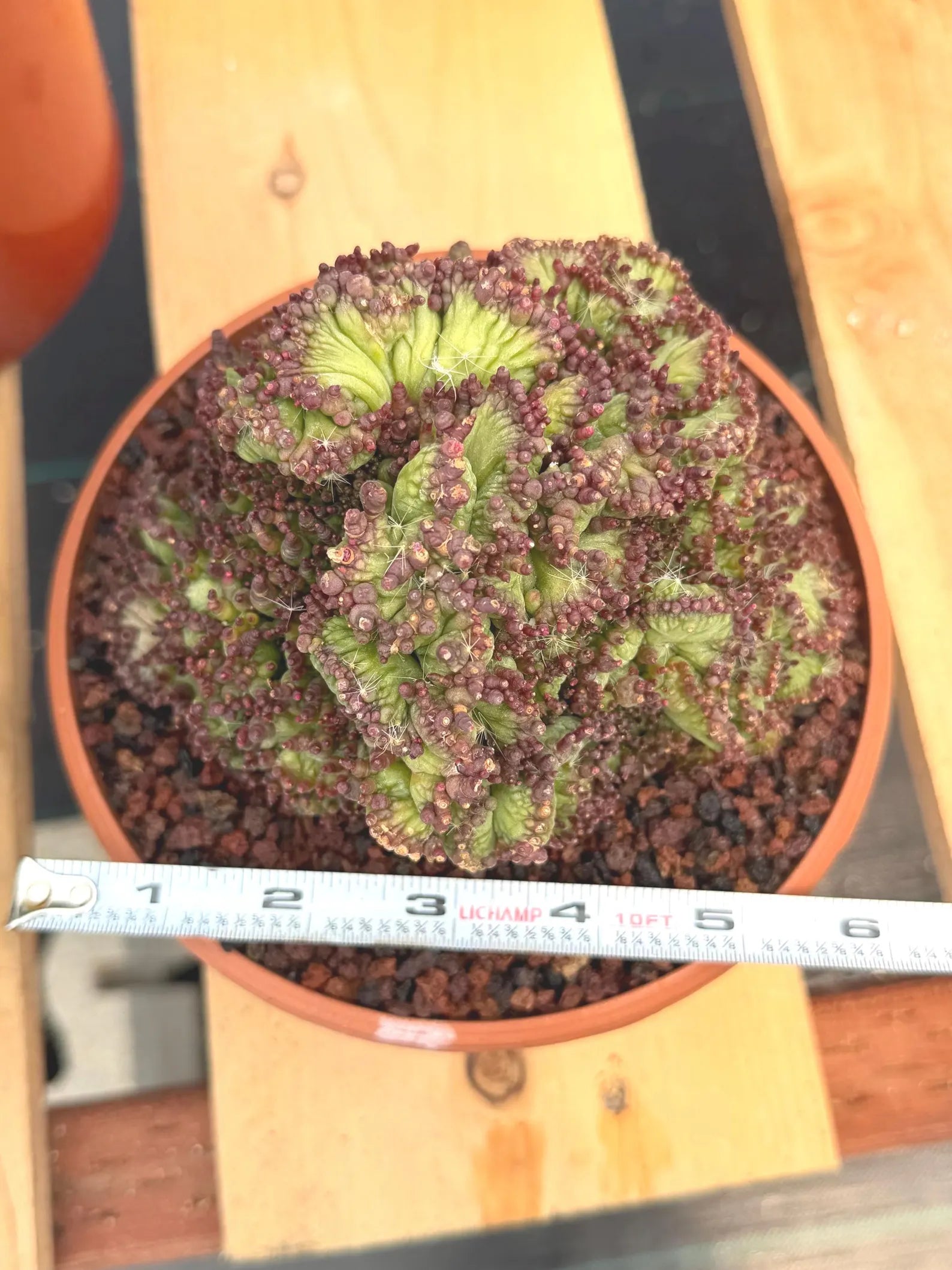 Crested Mammillaria bocasana cv. Fred | Rare Collector Cactus | Unique Live Succulent Plant