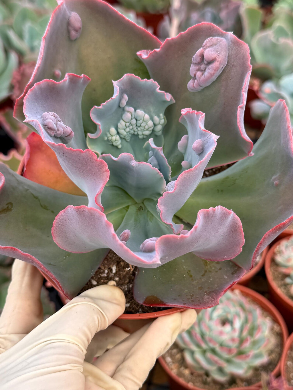 Echeveria Etna 6” | Large Live Succulent Plant