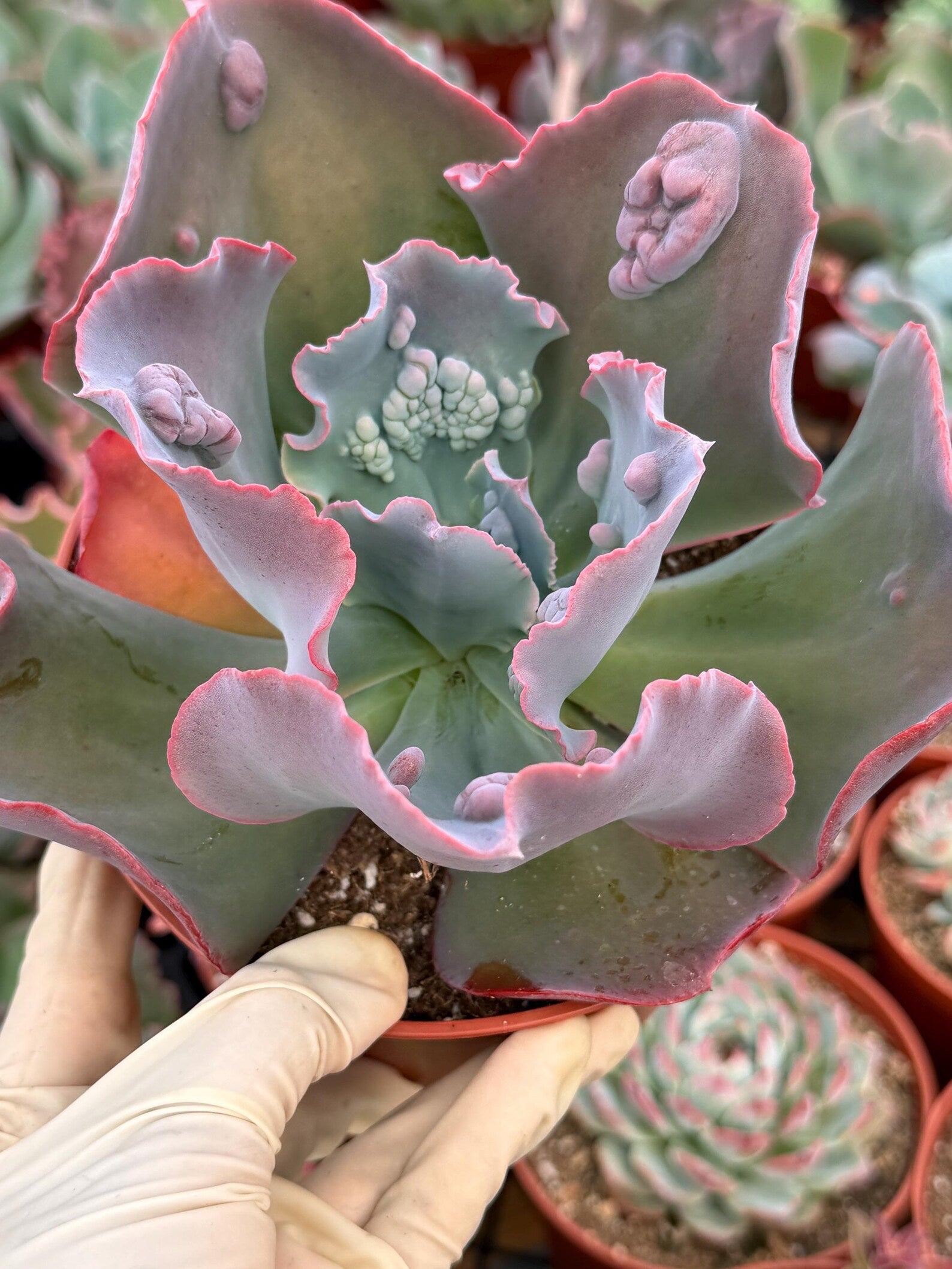 Echeveria Etna 6” | Large Live Succulent Plant