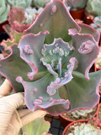 Echeveria Etna 6” | Large Live Succulent Plant