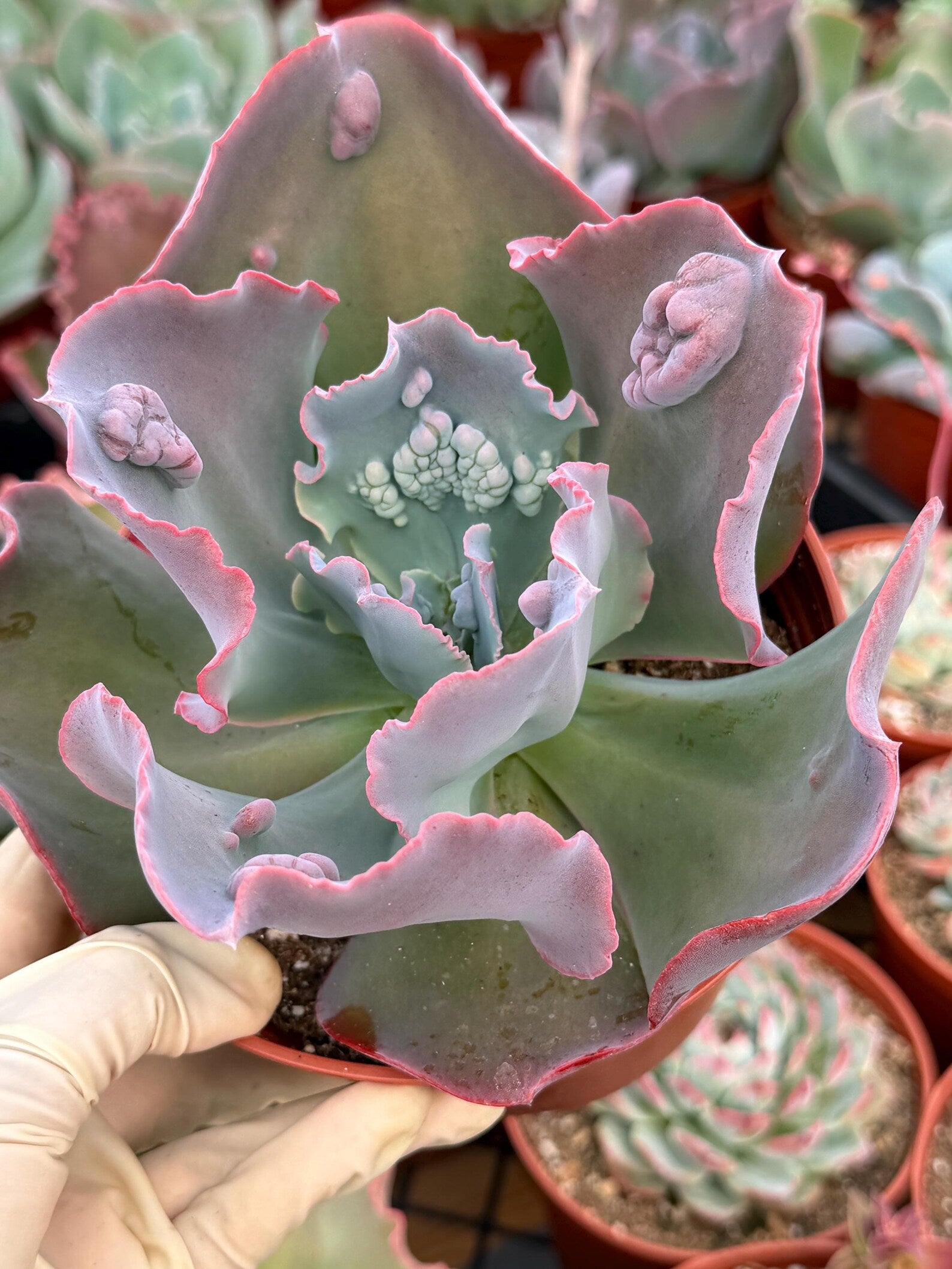 Echeveria Etna 6” | Large Live Succulent Plant