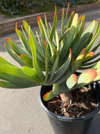 6 heads Tree Fan Aloe | Aloe Plicatilis Large Succulent | Rare Multi‑Head Tree Form Plant