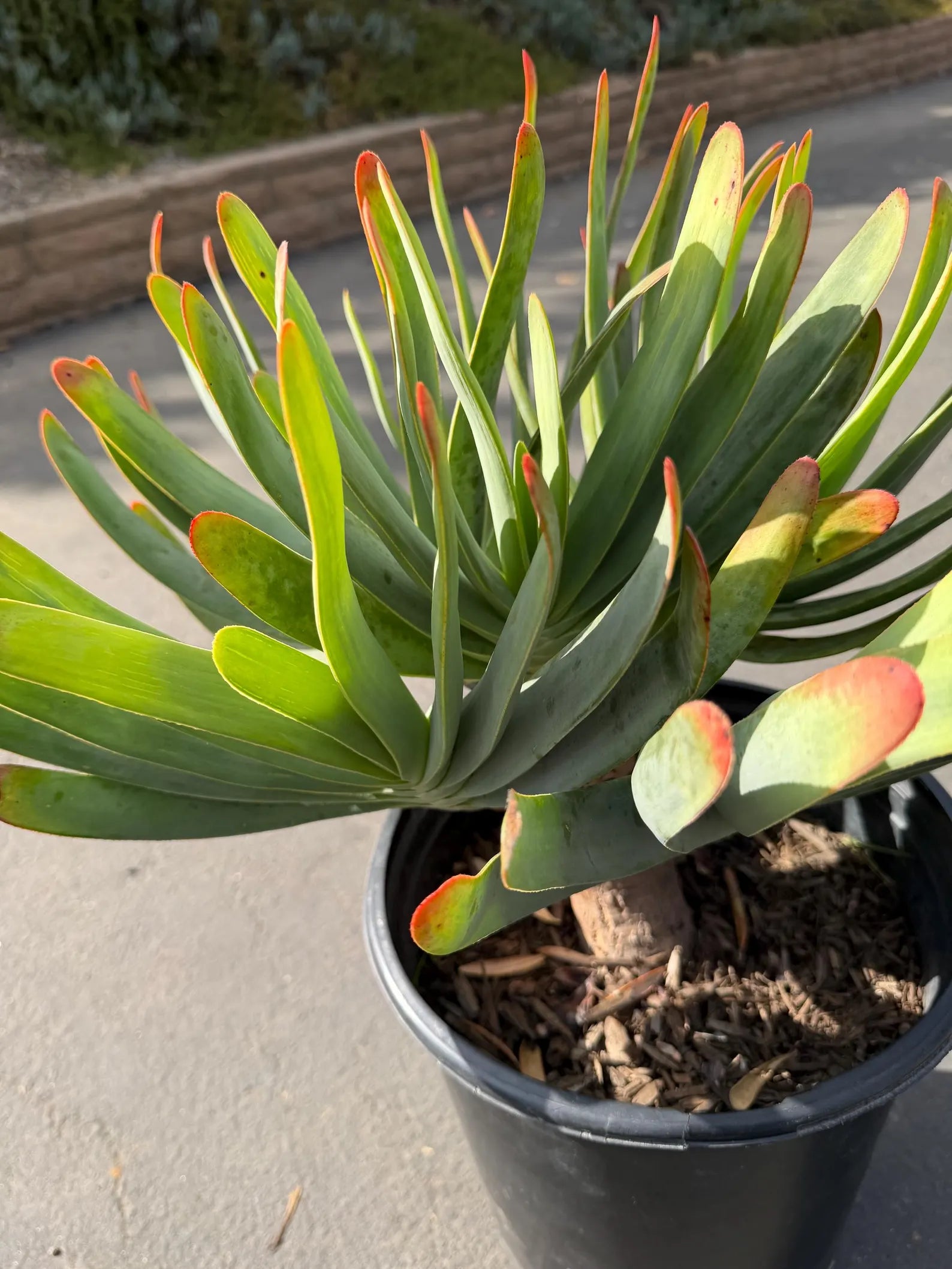 6 heads Tree Fan Aloe | Aloe Plicatilis Large Succulent | Rare Multi‑Head Tree Form Plant