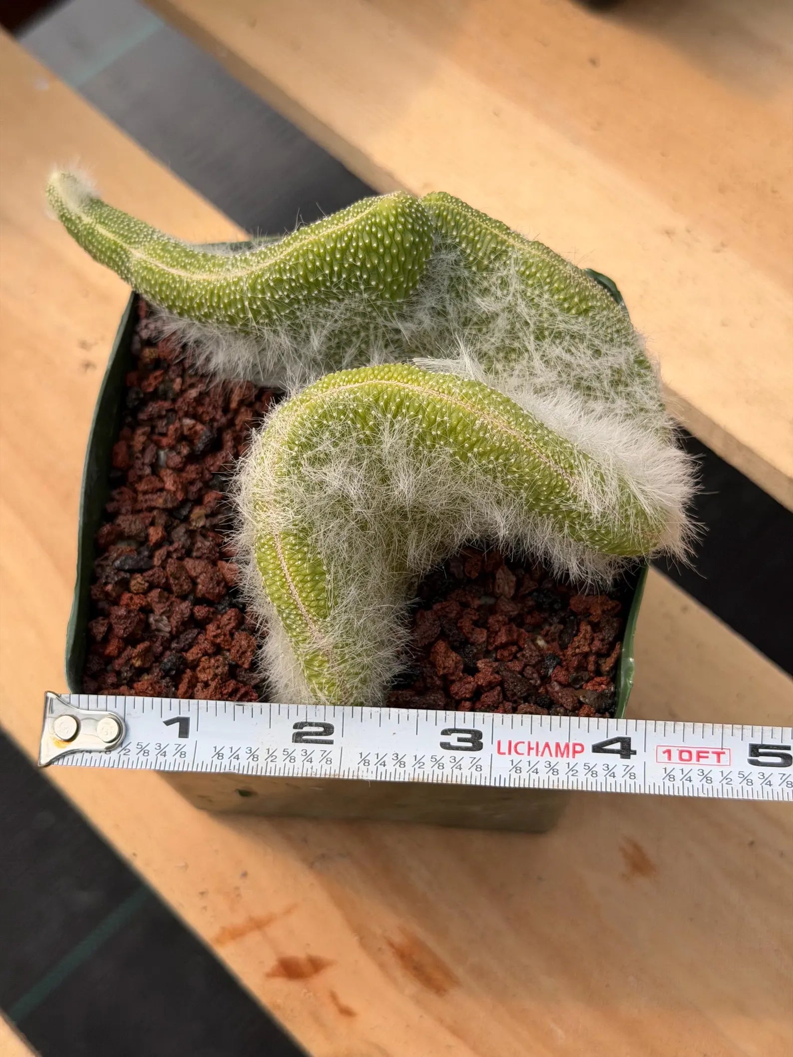 Crested Monkey Tail Cactus | Rare White‑Hair Clone | Fuzzy Succulent Live Plant