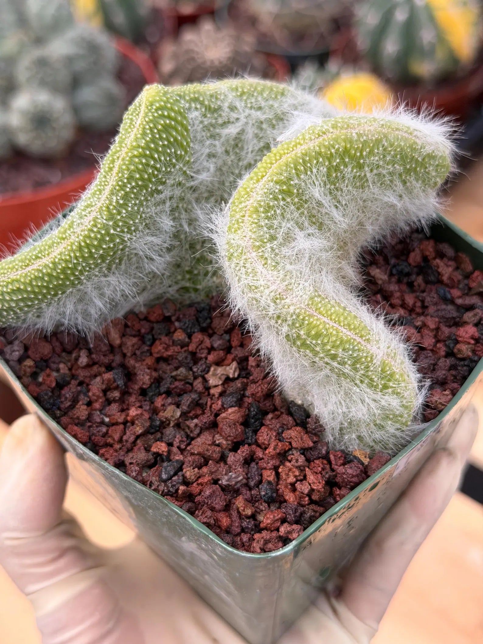 Crested Monkey Tail Cactus | Rare White‑Hair Clone | Fuzzy Succulent Live Plant