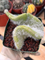 Crested Monkey Tail Cactus | Rare White‑Hair Clone | Fuzzy Succulent Live Plant