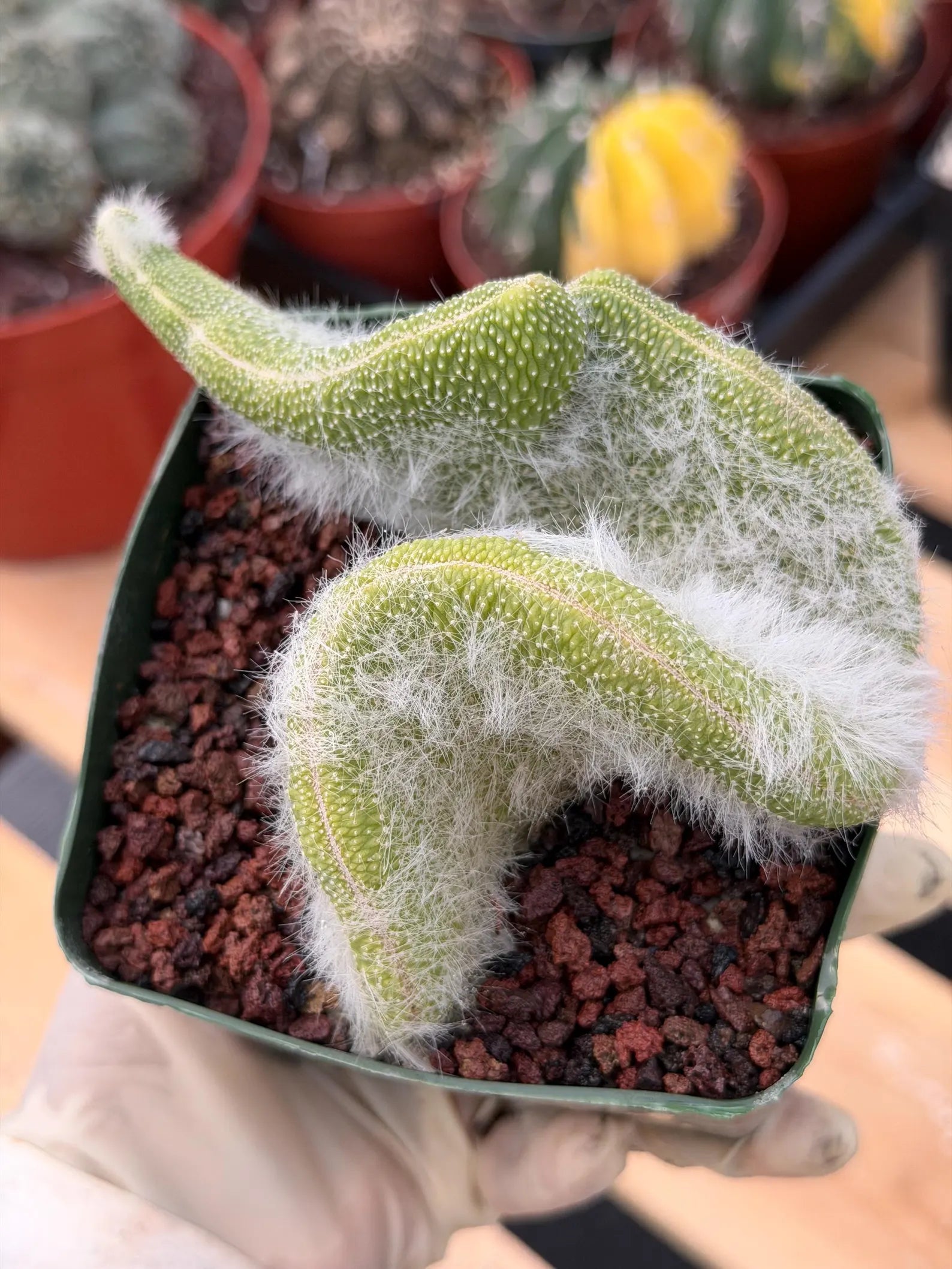 Crested Monkey Tail Cactus | Rare White‑Hair Clone | Fuzzy Succulent Live Plant