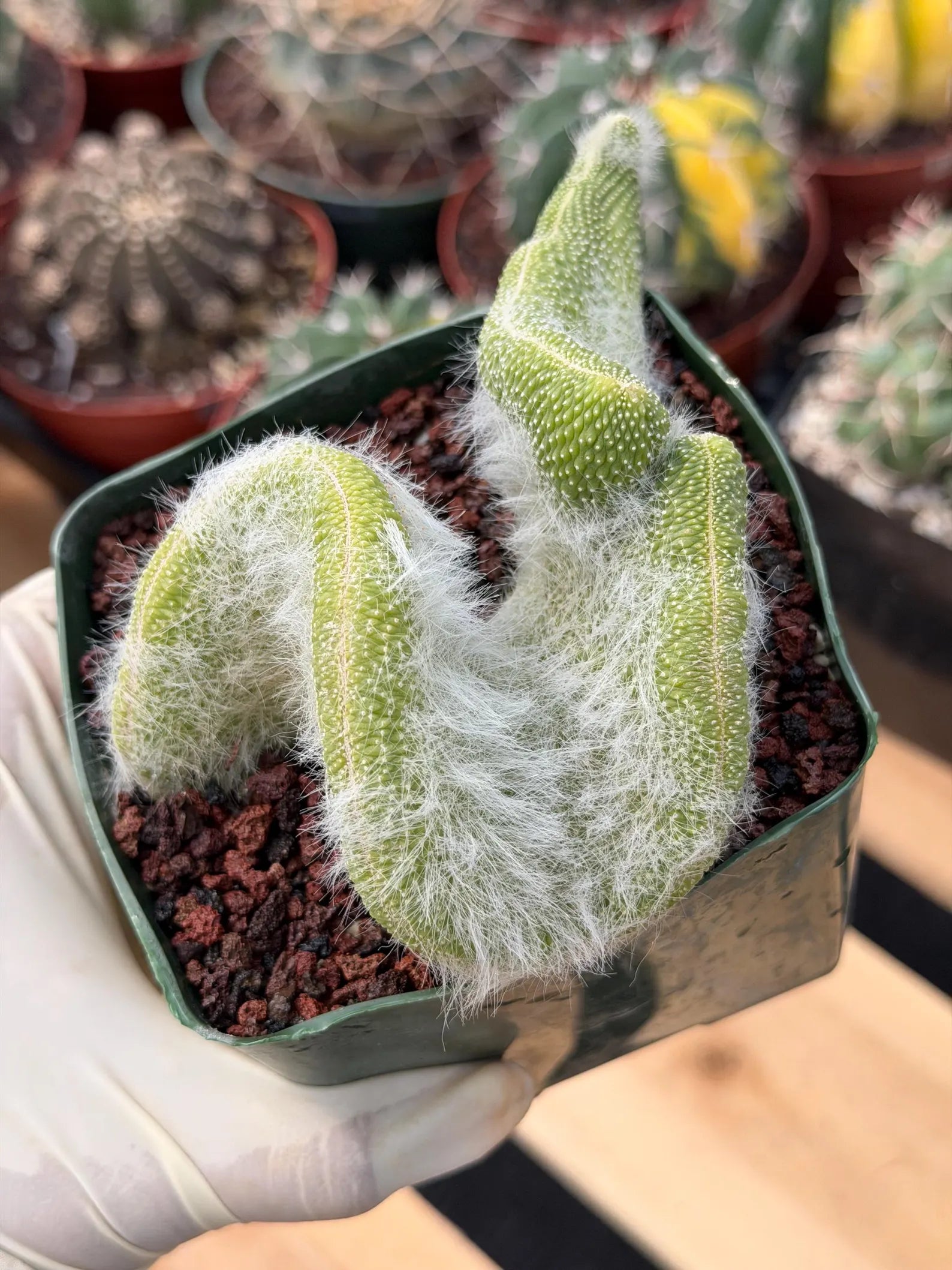 Crested Monkey Tail Cactus | Rare White‑Hair Clone | Fuzzy Succulent Live Plant
