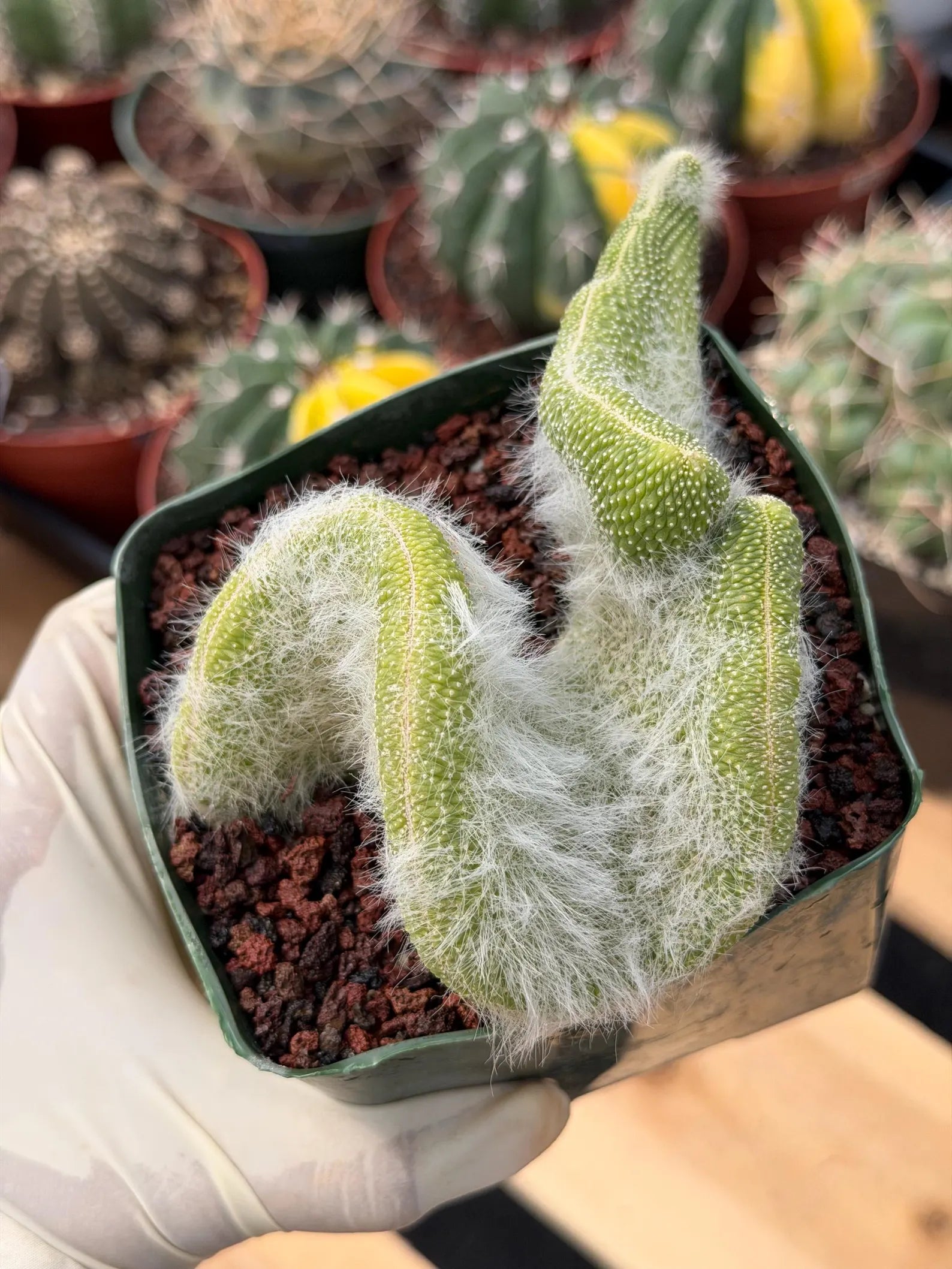 Crested Monkey Tail Cactus | Rare White‑Hair Clone | Fuzzy Succulent Live Plant