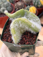 Crested Monkey Tail Cactus | Rare White‑Hair Clone | Fuzzy Succulent Live Plant