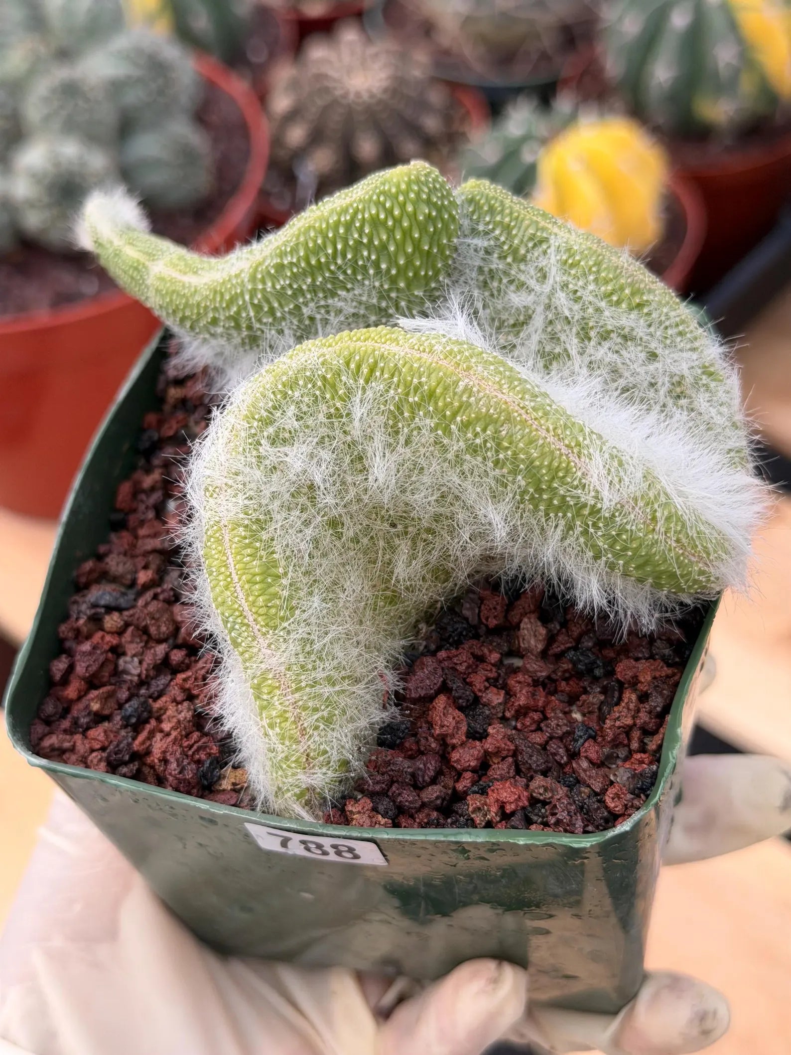 Crested Monkey Tail Cactus | Rare White‑Hair Clone | Fuzzy Succulent Live Plant