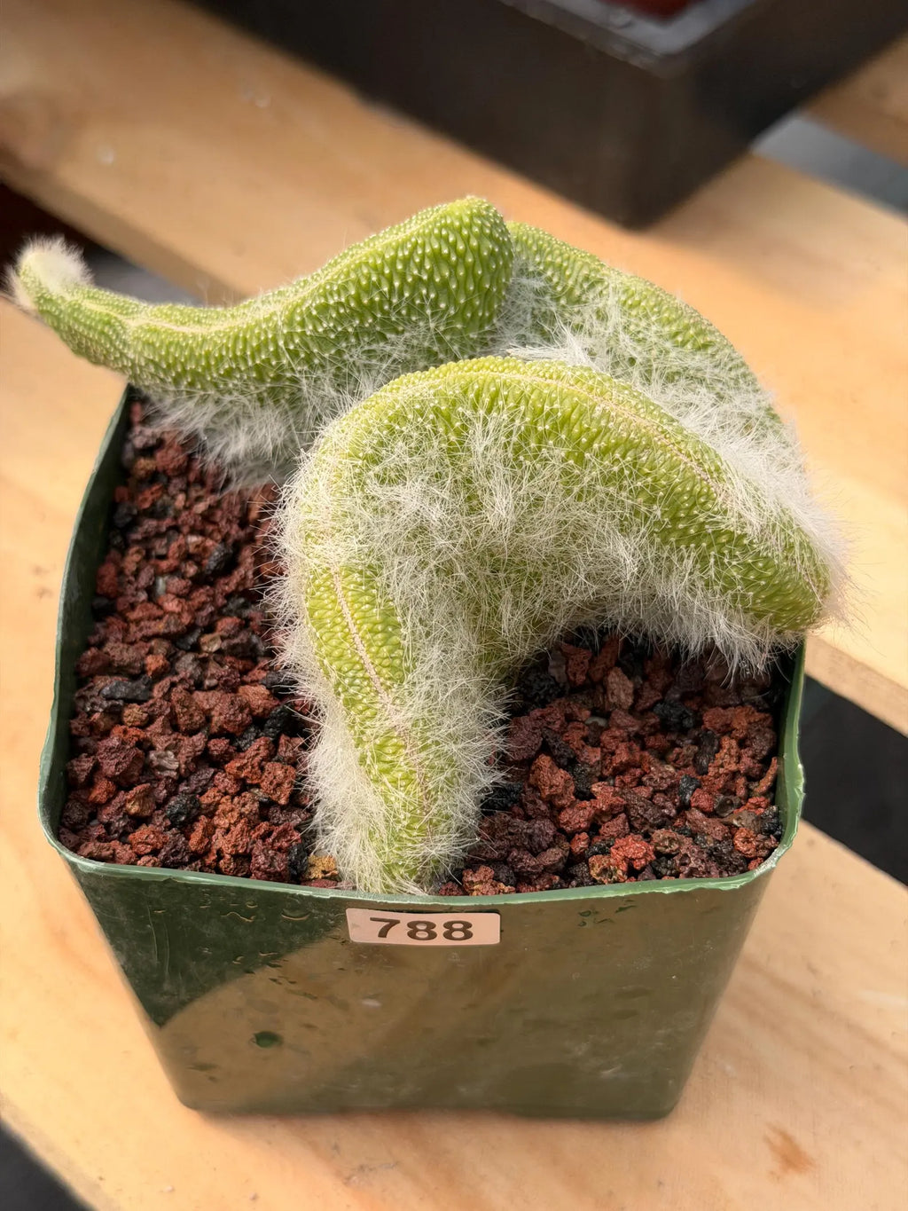 Crested Monkey Tail Cactus | Rare White‑Hair Clone | Fuzzy Succulent Live Plant
