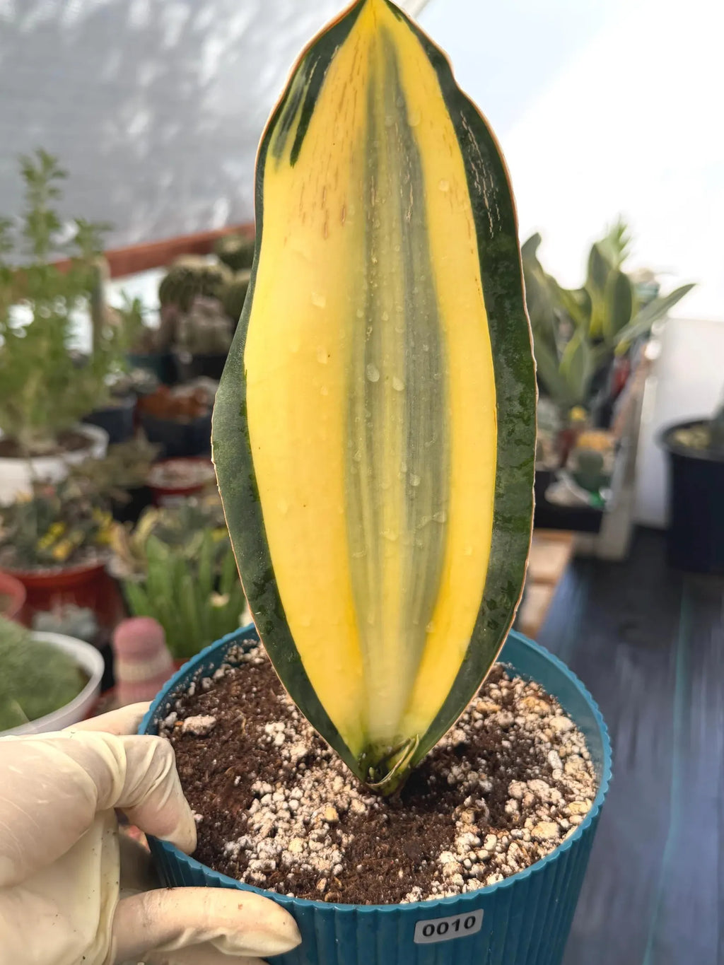 Variegated Sansevieria Whale Fin | Rare Snake Plant | Easy Care Live Houseplant Pup