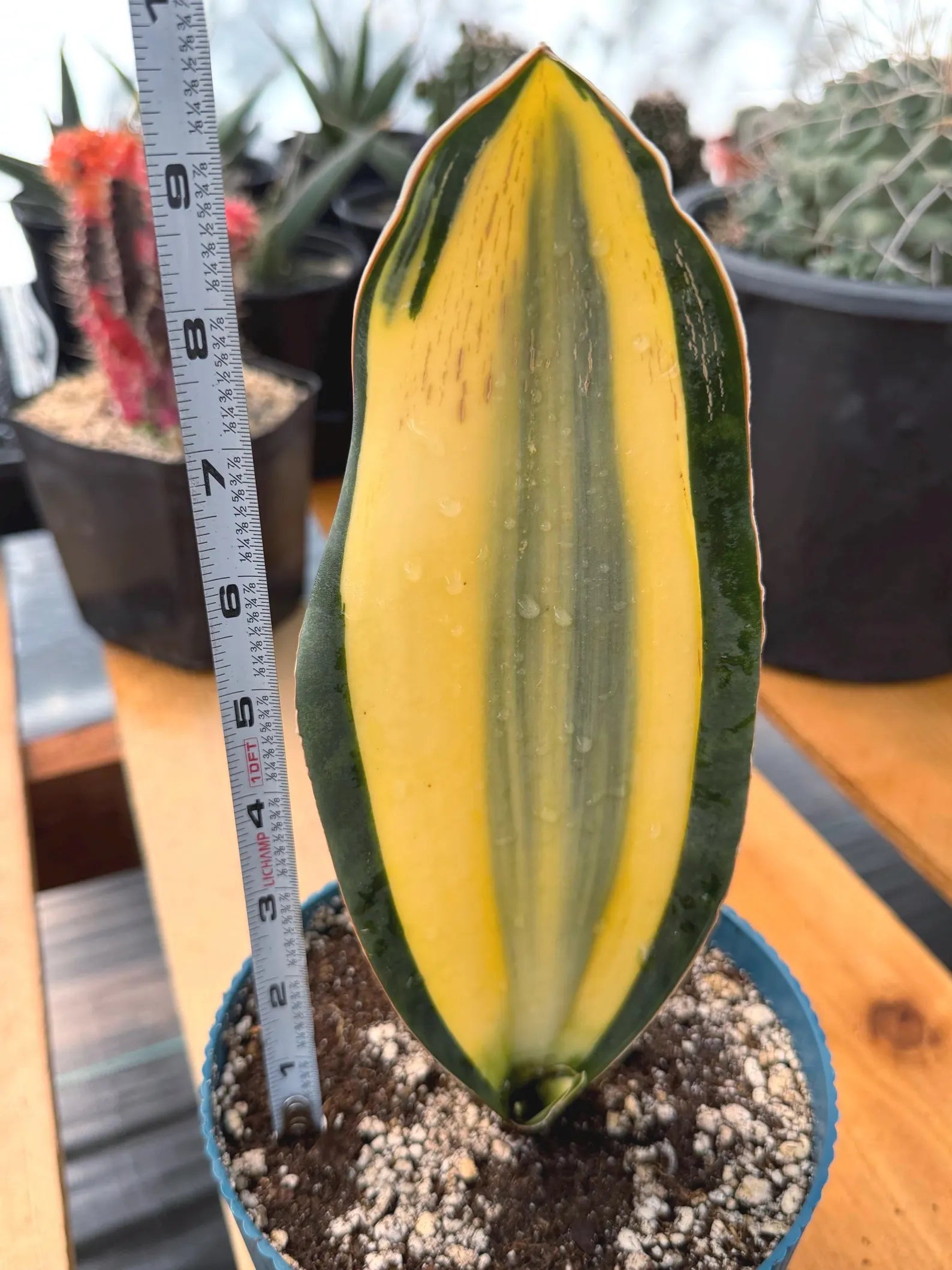 Variegated Sansevieria Whale Fin | Rare Snake Plant | Easy Care Live Houseplant Pup