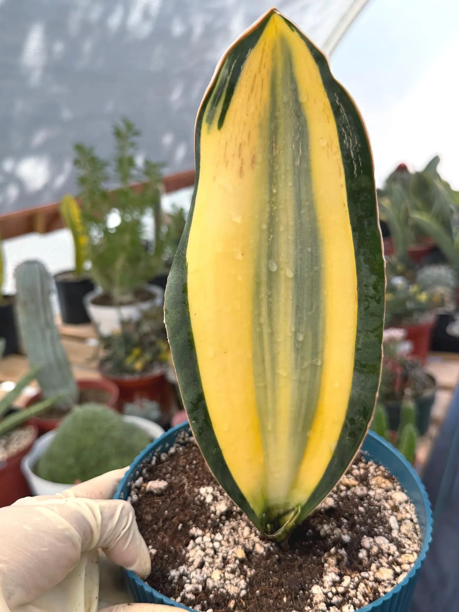 Variegated Sansevieria Whale Fin | Rare Snake Plant | Easy Care Live Houseplant Pup