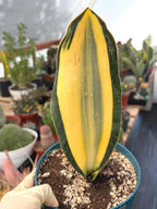 Variegated Sansevieria Whale Fin | Rare Snake Plant | Easy Care Live Houseplant Pup