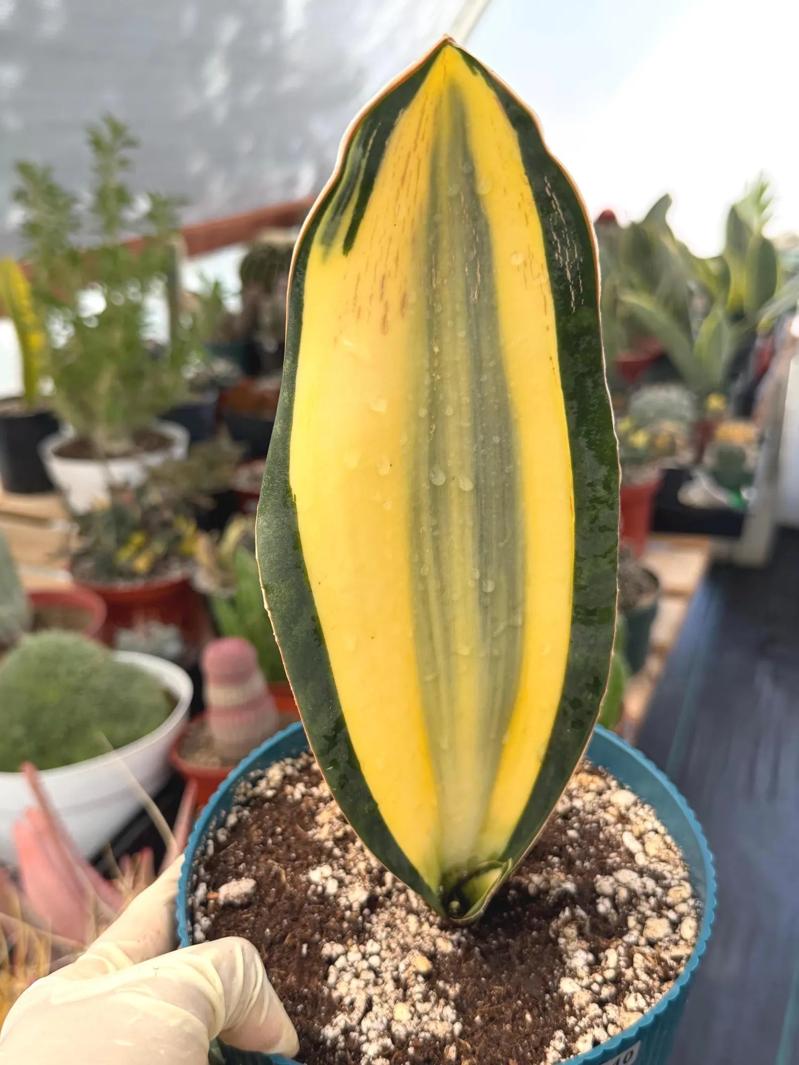 Variegated Sansevieria Whale Fin | Rare Snake Plant | Easy Care Live Houseplant Pup