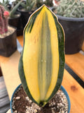 Variegated Sansevieria Whale Fin | Rare Snake Plant | Easy Care Live Houseplant Pup #10