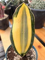 Variegated Sansevieria Whale Fin | Rare Snake Plant | Easy Care Live Houseplant Pup