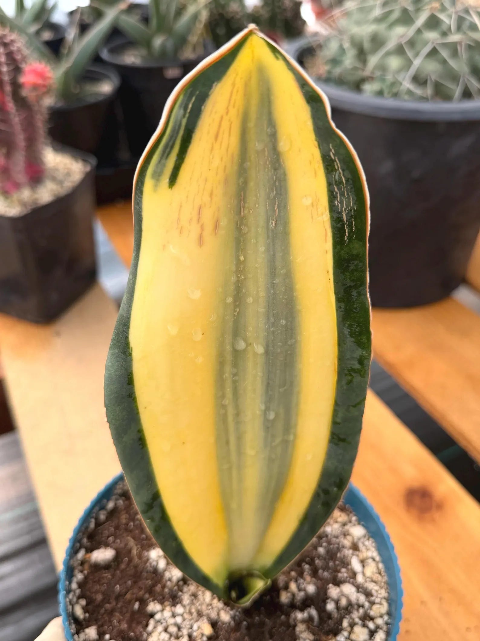 Variegated Sansevieria Whale Fin | Rare Snake Plant | Easy Care Live Houseplant Pup