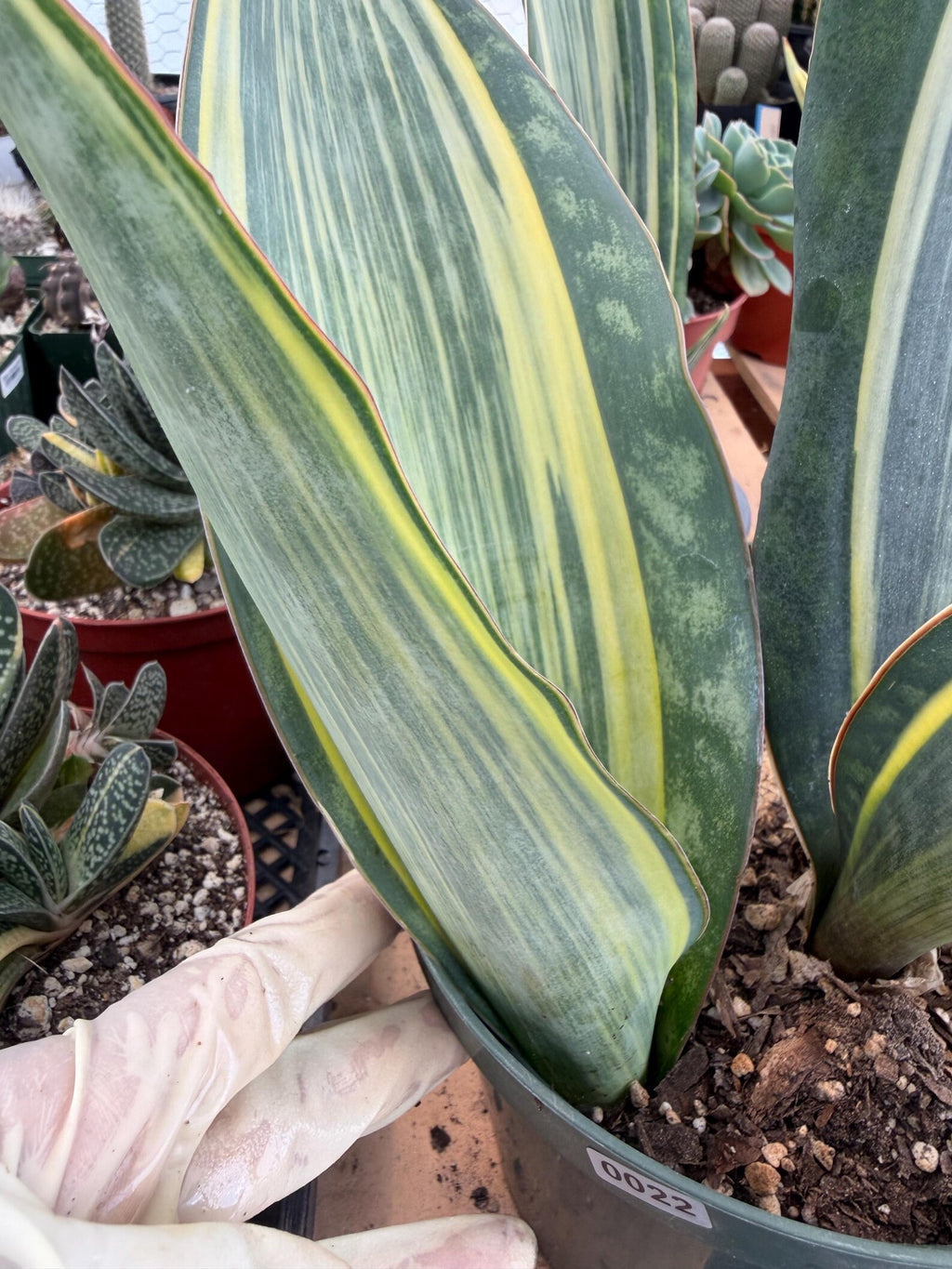 Variegated Sansevieria Whale Fin Pup | Rare Snake Plant | Easy Care Live Houseplant