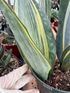 Variegated Sansevieria Whale Fin Pup | Rare Snake Plant | Easy Care Live Houseplant