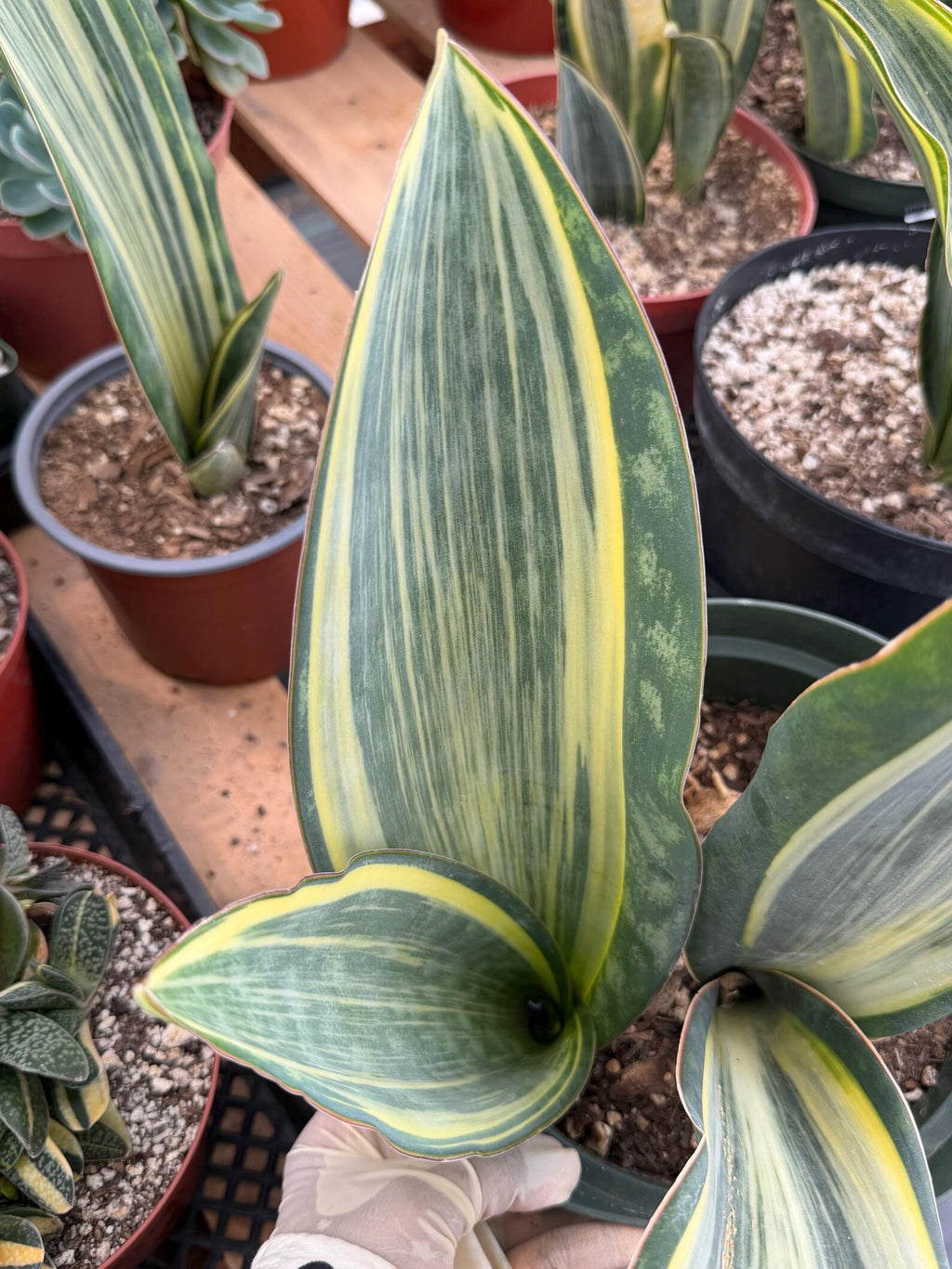 Variegated Sansevieria Whale Fin Pup | Rare Snake Plant | Easy Care Live Houseplant