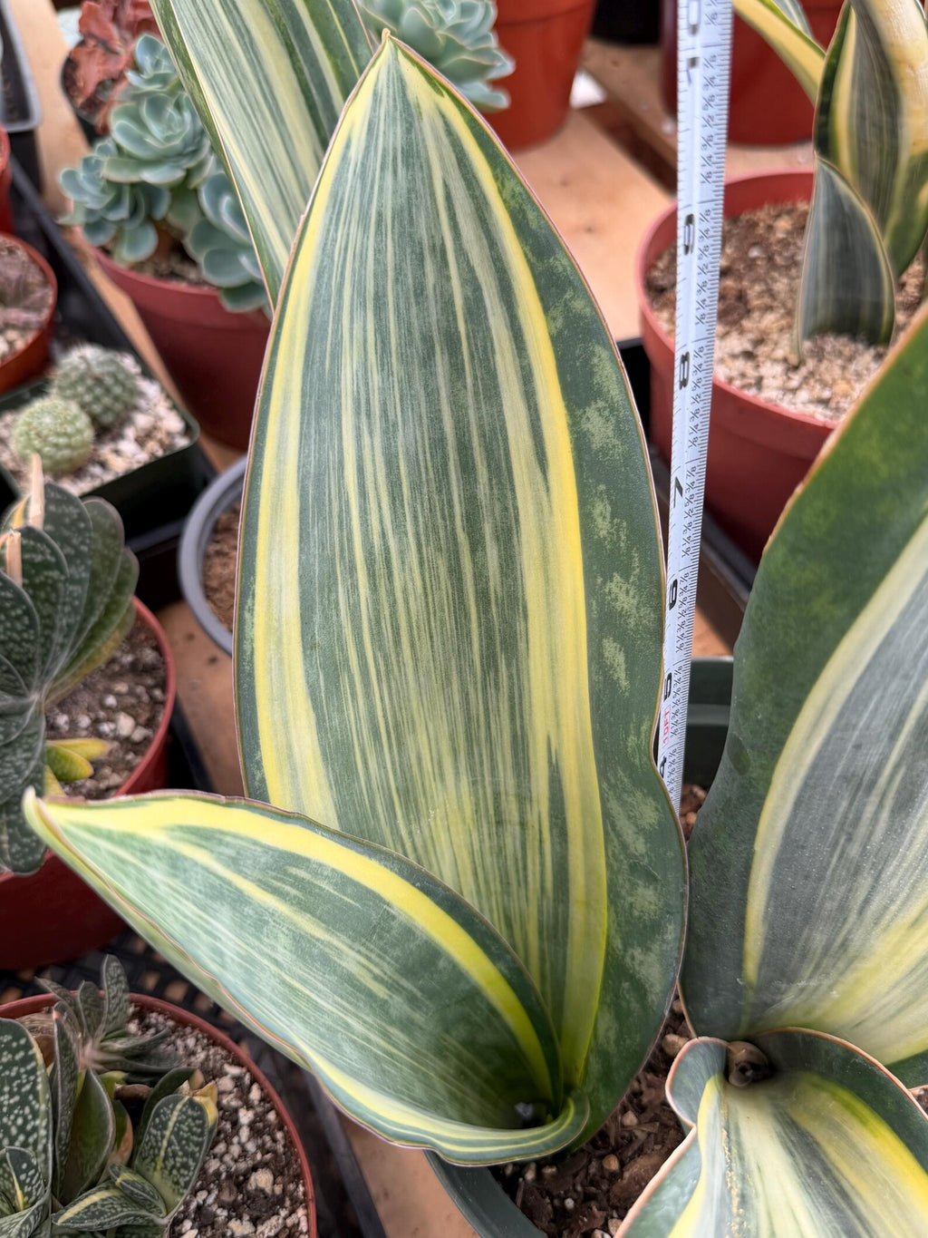Variegated Sansevieria Whale Fin Pup | Rare Snake Plant | Easy Care Live Houseplant