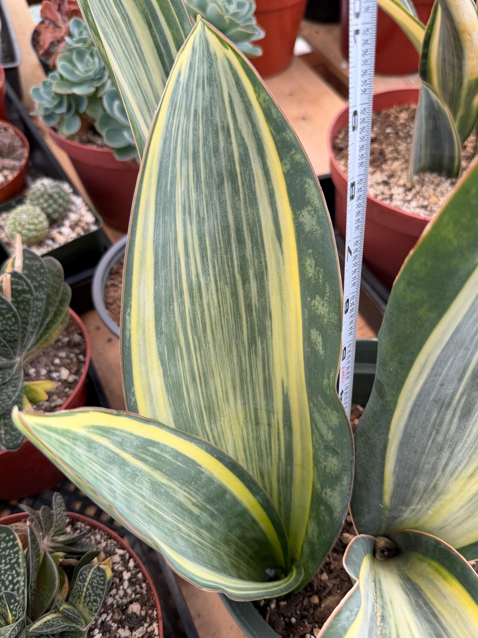 Variegated Sansevieria Whale Fin Pup | Rare Snake Plant | Easy Care Live Houseplant