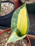 Variegated Sansevieria Whale Fin Pup | Rare Snake Plant | Easy Care Live Houseplant