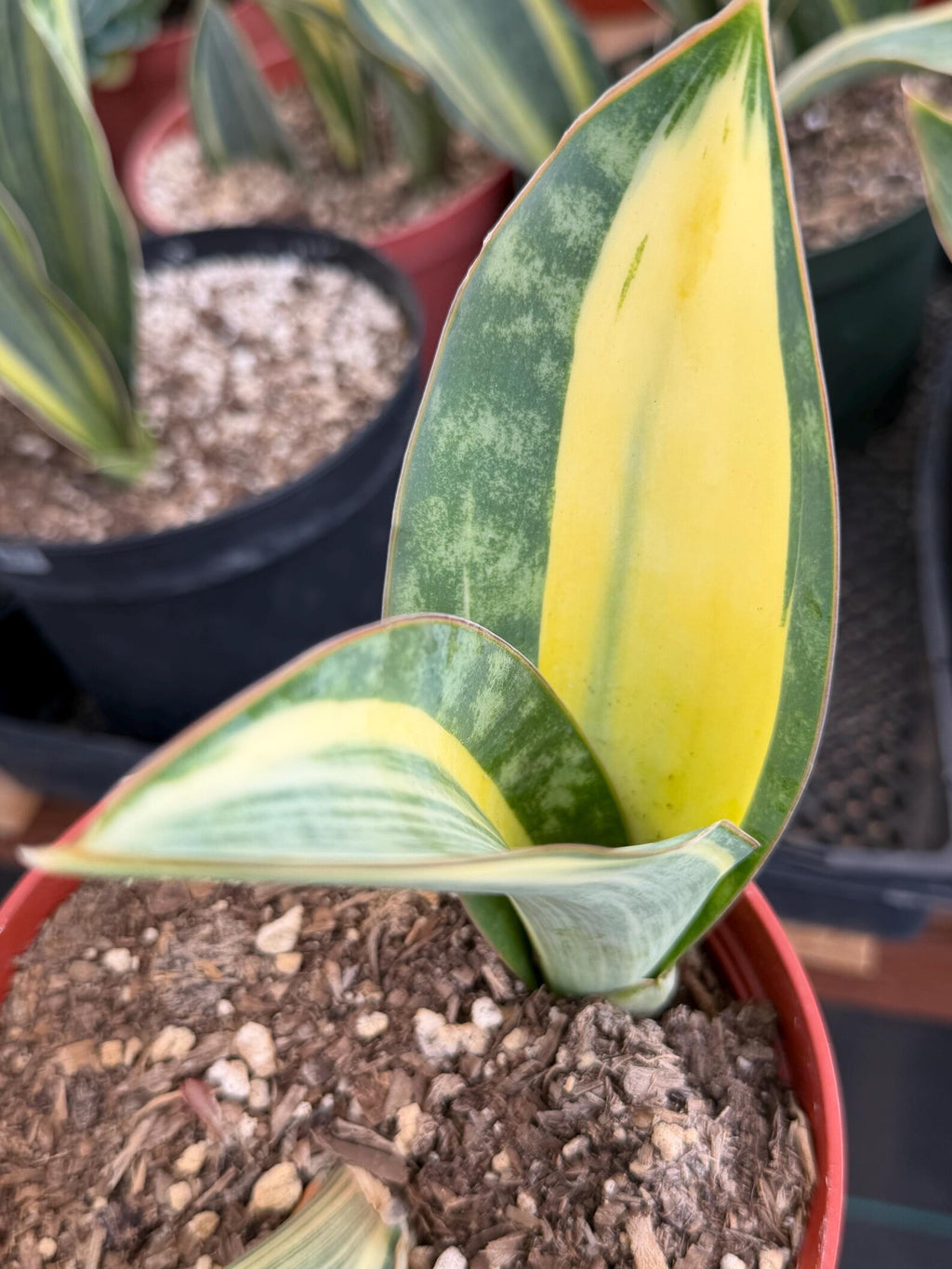 Variegated Sansevieria Whale Fin Pup | Rare Snake Plant | Easy Care Live Houseplant