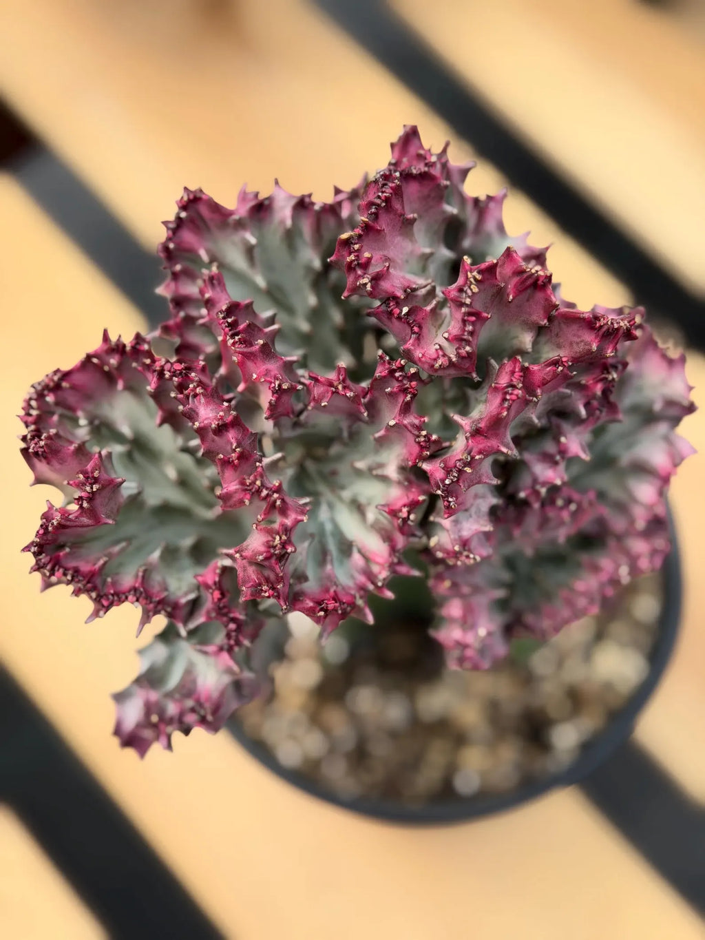 Crested Coral Cactus | Euphorbia Lactea Cristata | Rare Ocean Coral Succulent Live Plant