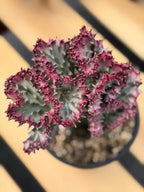 Crested Coral Cactus | Euphorbia Lactea Cristata | Rare Ocean Coral Succulent Live Plant