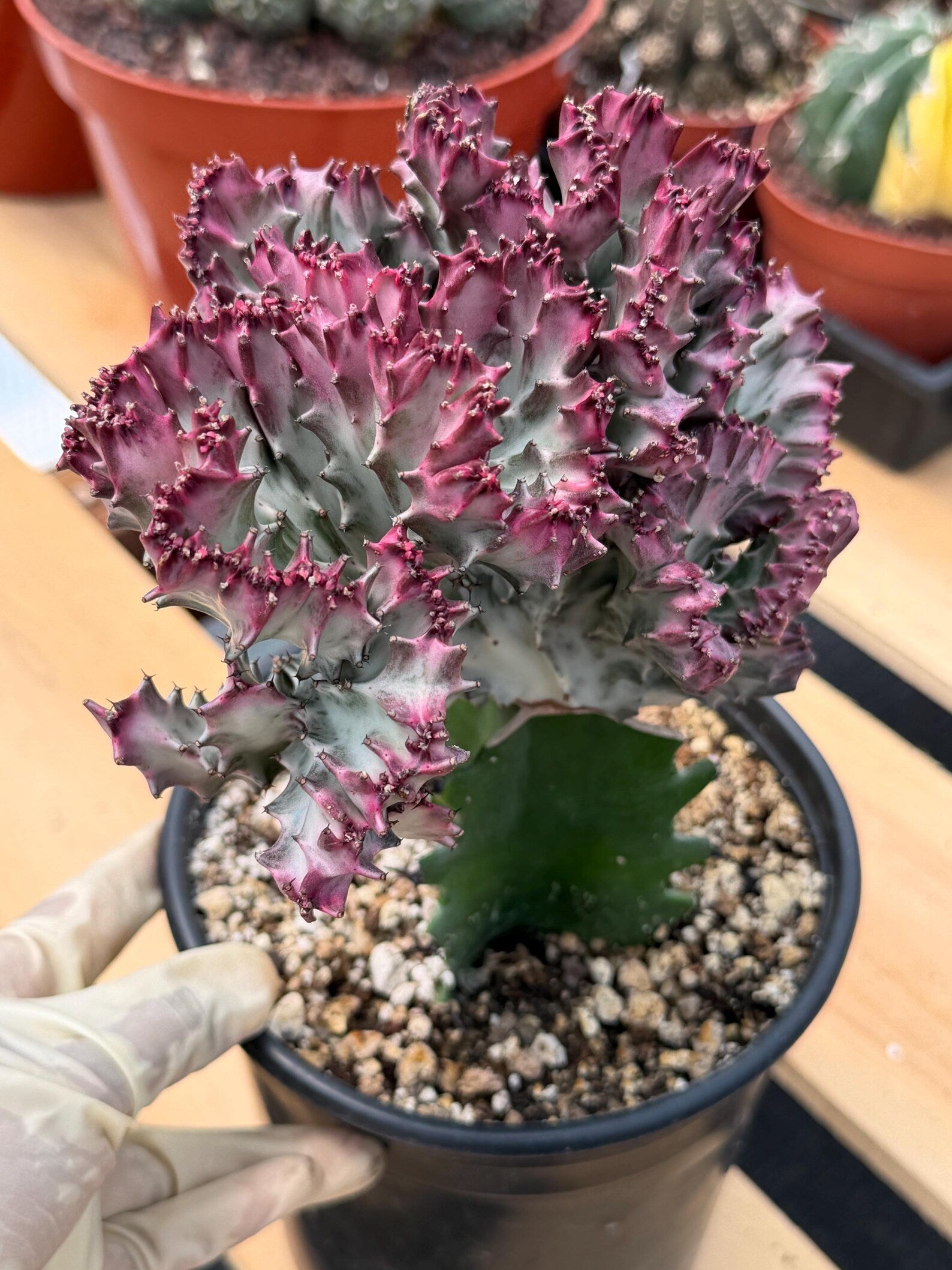 Crested Coral Cactus | Euphorbia Lactea Cristata | Rare Ocean Coral Succulent Live Plant