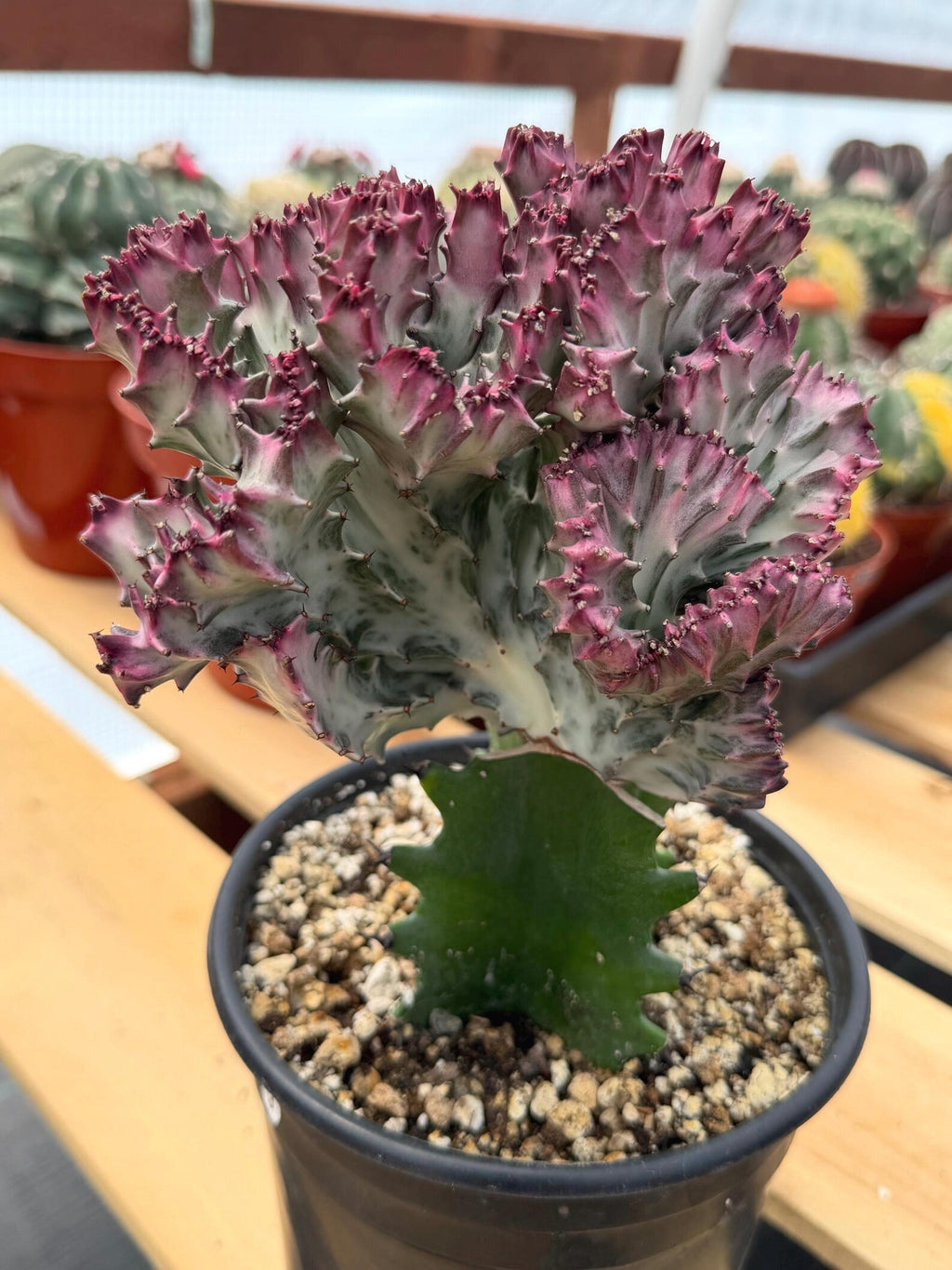 Crested Coral Cactus | Euphorbia Lactea Cristata | Rare Ocean Coral Succulent Live Plant