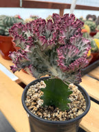 Crested Coral Cactus | Euphorbia Lactea Cristata | Rare Ocean Coral Succulent Live Plant
