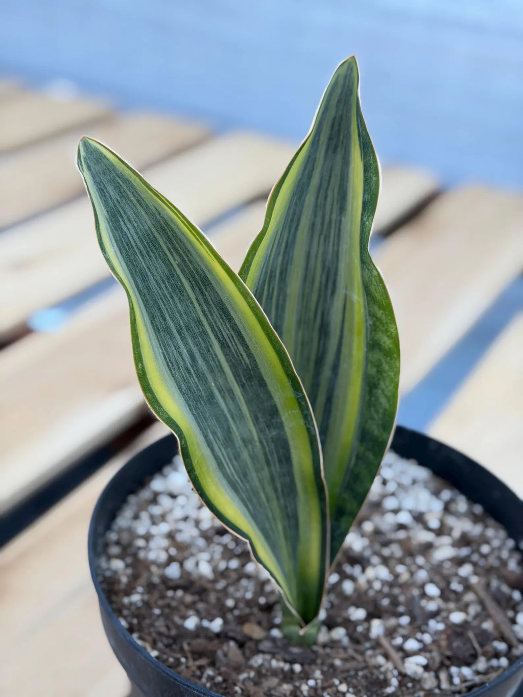 Variegated Sansevieria Whale Fin | Rare Snake Plant | Easy Care Live Houseplant