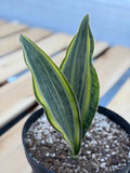Variegated Sansevieria Whale Fin | Rare Snake Plant | Easy Care Live Houseplant