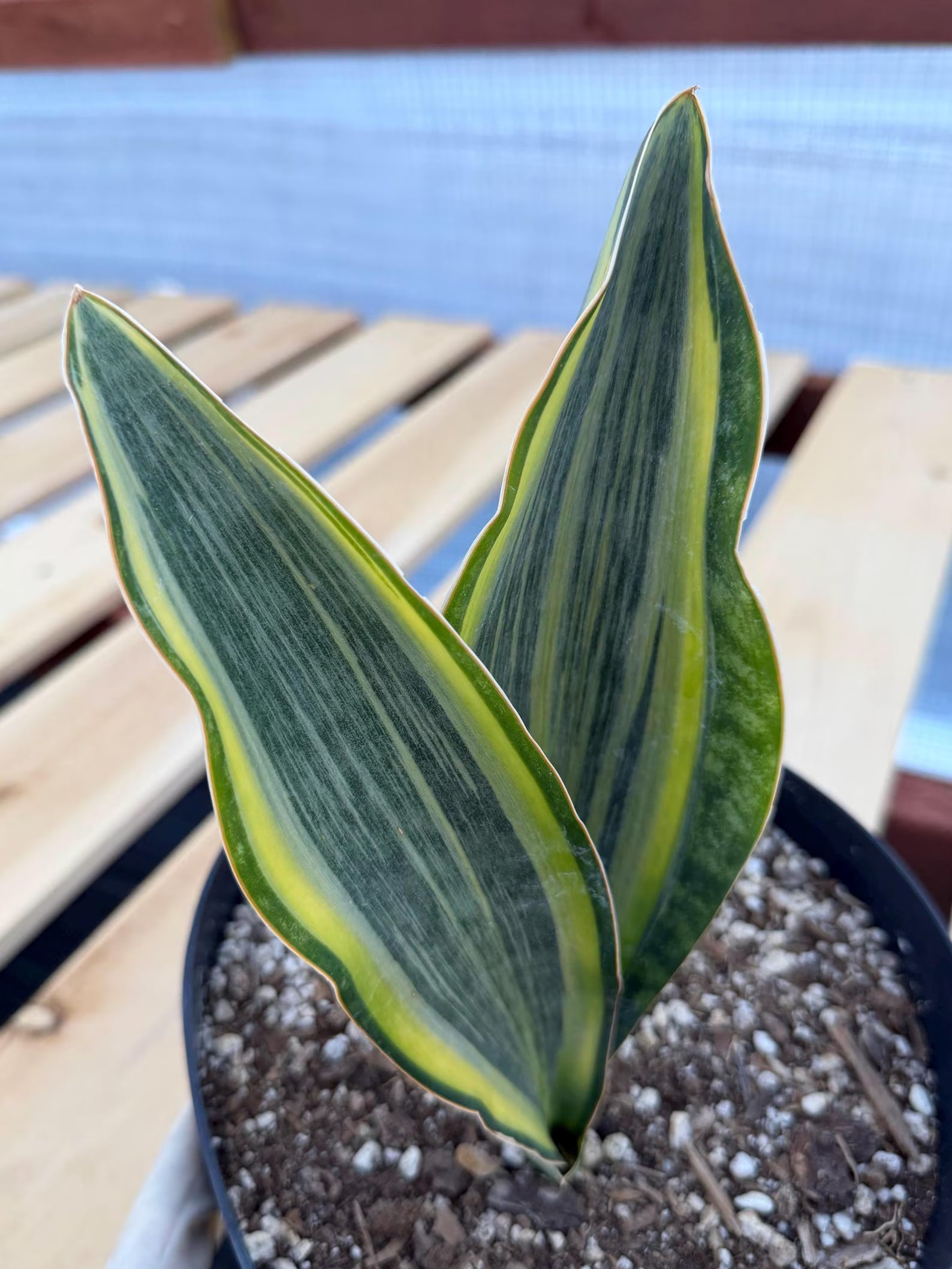 Variegated Sansevieria Whale Fin | Rare Snake Plant | Easy Care Live Houseplant
