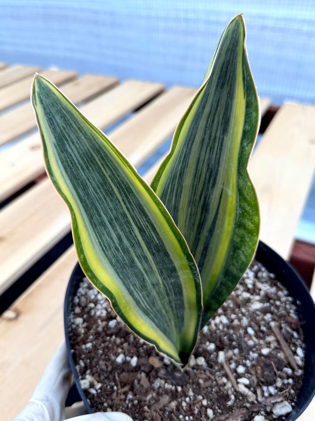 Variegated Sansevieria Whale Fin | Rare Snake Plant | Easy Care Live Houseplant