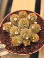 Mammillaria Carmenae Cluster Cactus #359