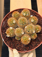 Mammillaria Carmenae Cluster Cactus #359